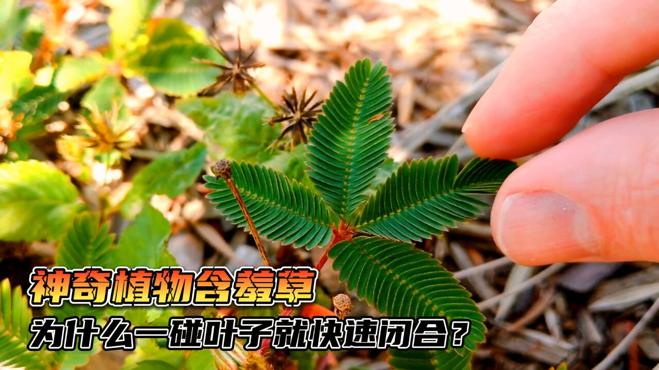 神奇植物含羞草,为什么一碰叶子就快速闭合?甚至还能预测天气?