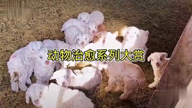 谁能拒绝一首免费的稻香呢