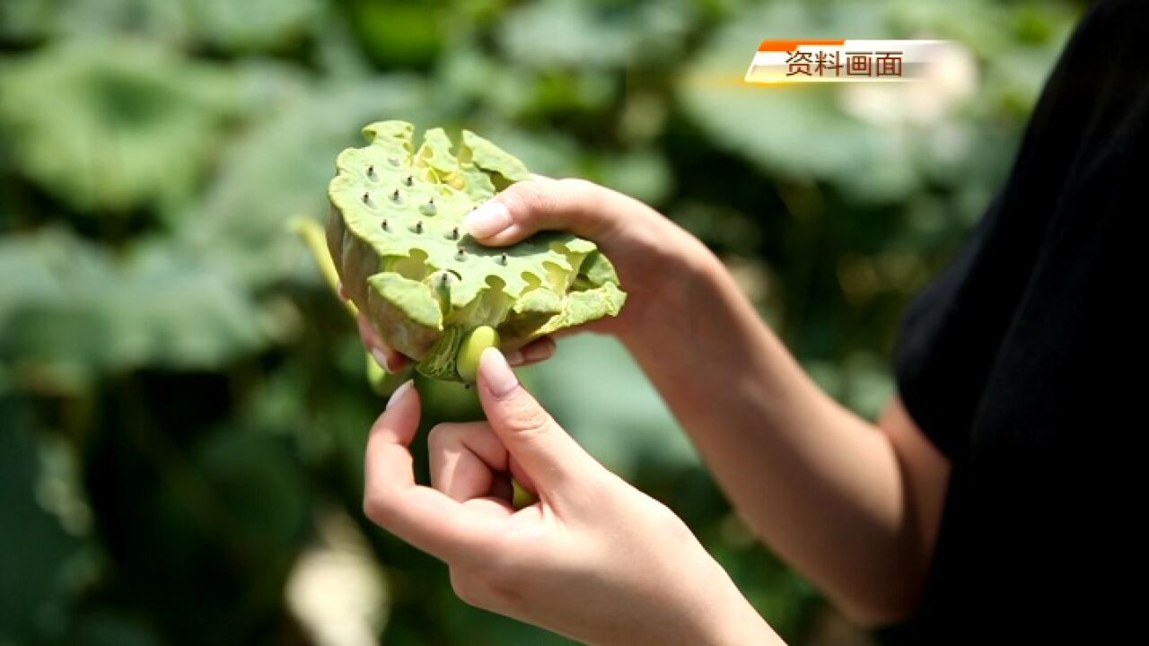 进入七月 杭州菜场里少量新鲜莲蓬上市了