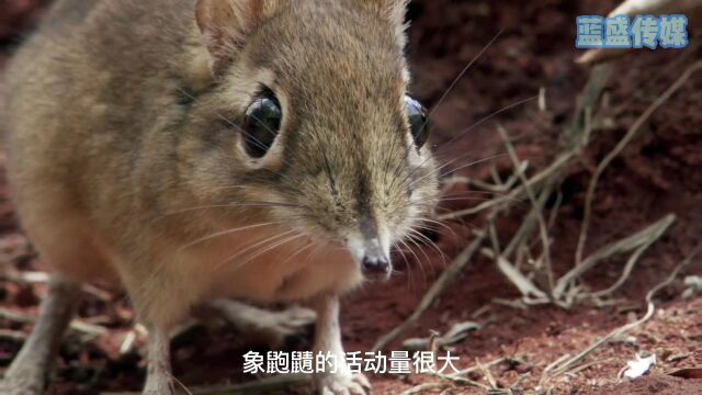 这个小动物也太勤劳了,靠着自己建造的道路救了它一命