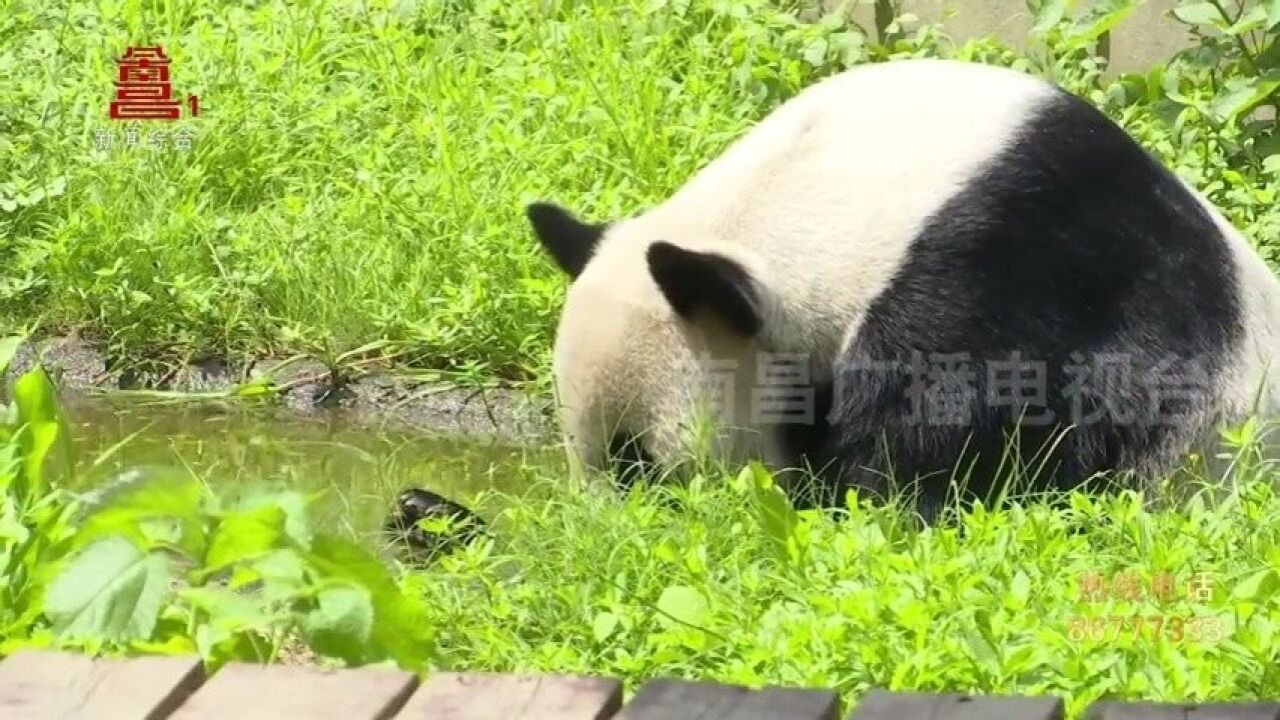 炎炎夏日,南昌动物园的小动物们是如何避暑的呢?南昌动物园里的避暑小妙招不惧酷暑赣劲十足(南昌广播电视台)