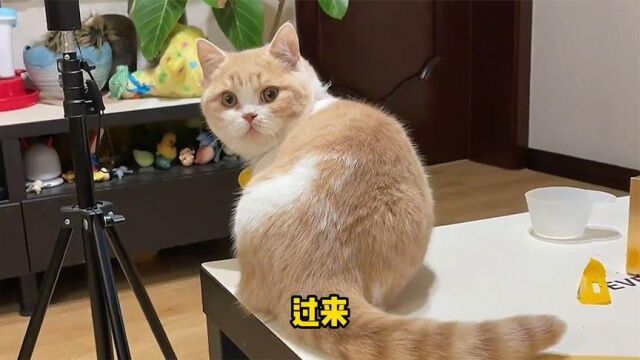 给猫取名时,千万别乱说话,给它选了这么多名字,它竟看中了这个