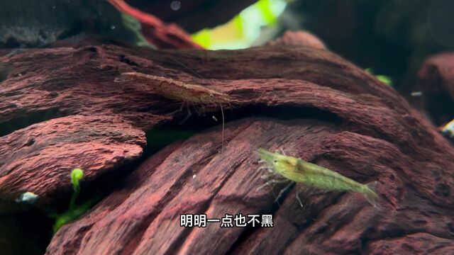 黑壳虾确实是造景缸里很重要的一种生物,长得很可爱不说