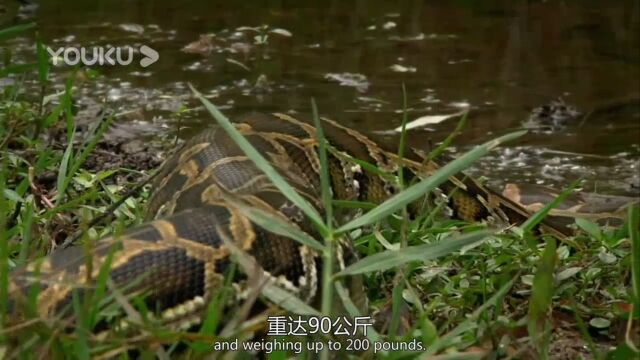 最令人心生恐惧的生物之————缅甸网纹蟒!