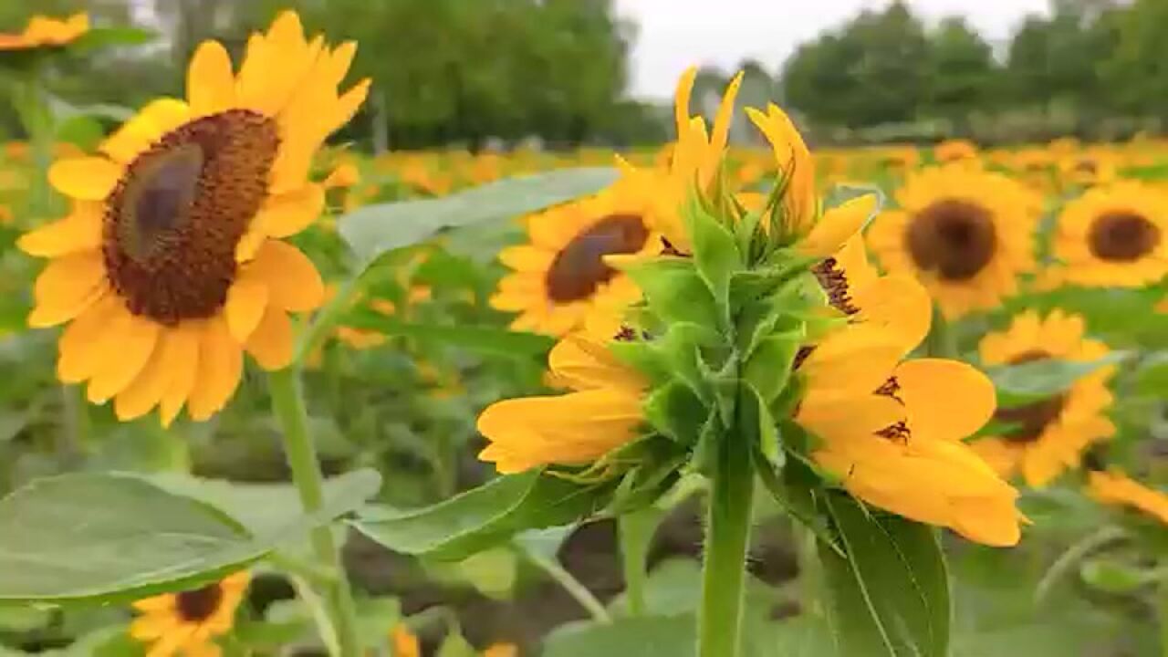 上海一公园6000平向日葵花绽放,出现多朵并蒂葵罕见又迷人