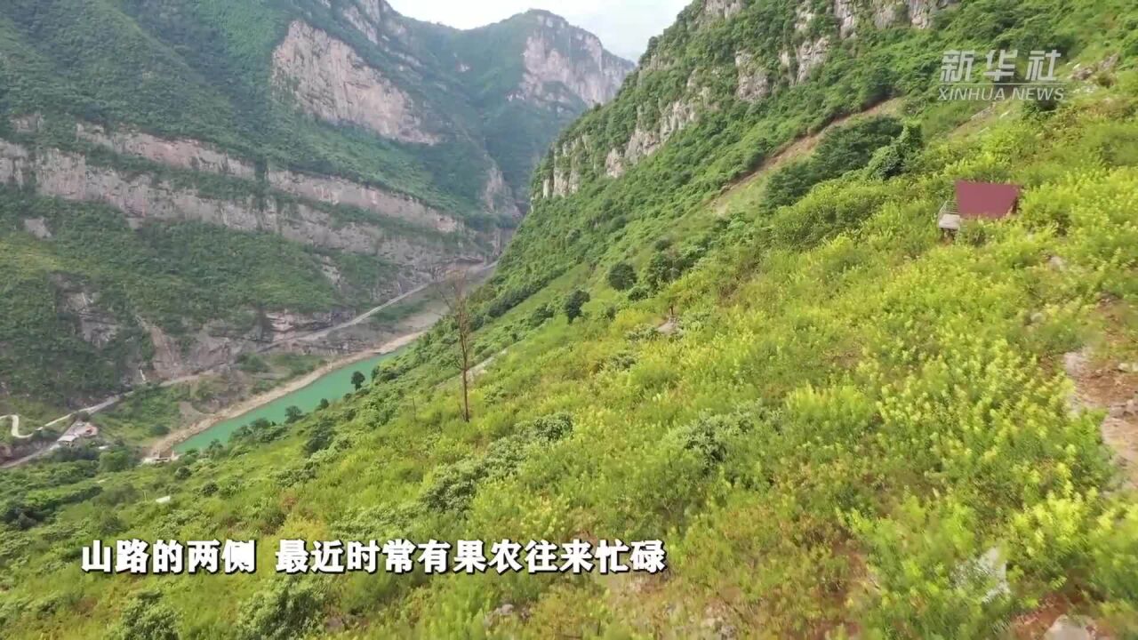 新华全媒+|重庆万银村:发展山间果林种植带动村民致富