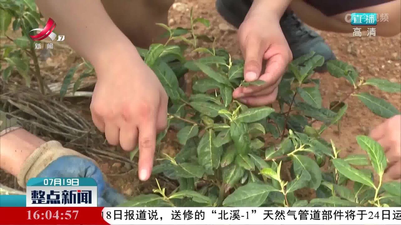 分宜:高温来袭 茶农科学“抗旱”