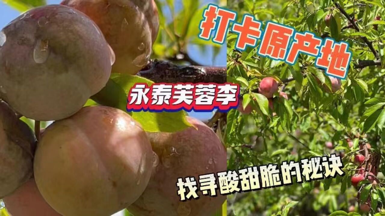 打卡永泰芙蓉李原产地,如此酸甜脆,它是怎么做到的?