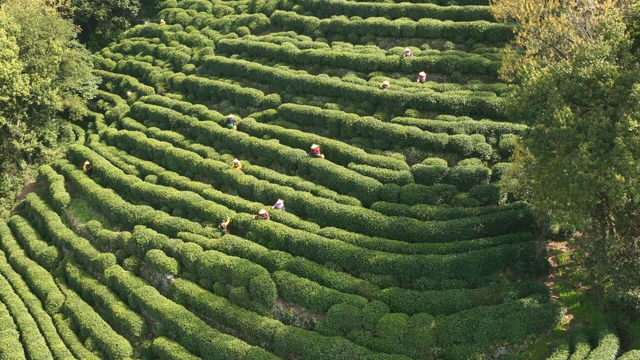 遇见中国之美ⷦ𕙦𑟧航拍杭州西湖龙井茶山,满目葱绿美景如画