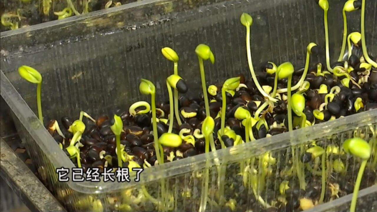 黑豆苗吃起来发苦,难道是用激素泡过?跟着记者来看看!