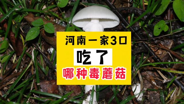 河南一家3口吃了哪种毒蘑菇——裂皮鹅膏菌