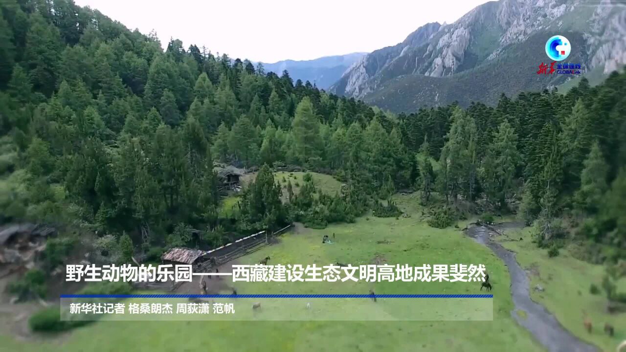 全球连线|野生动物的乐园——西藏建设生态文明高地成果斐然