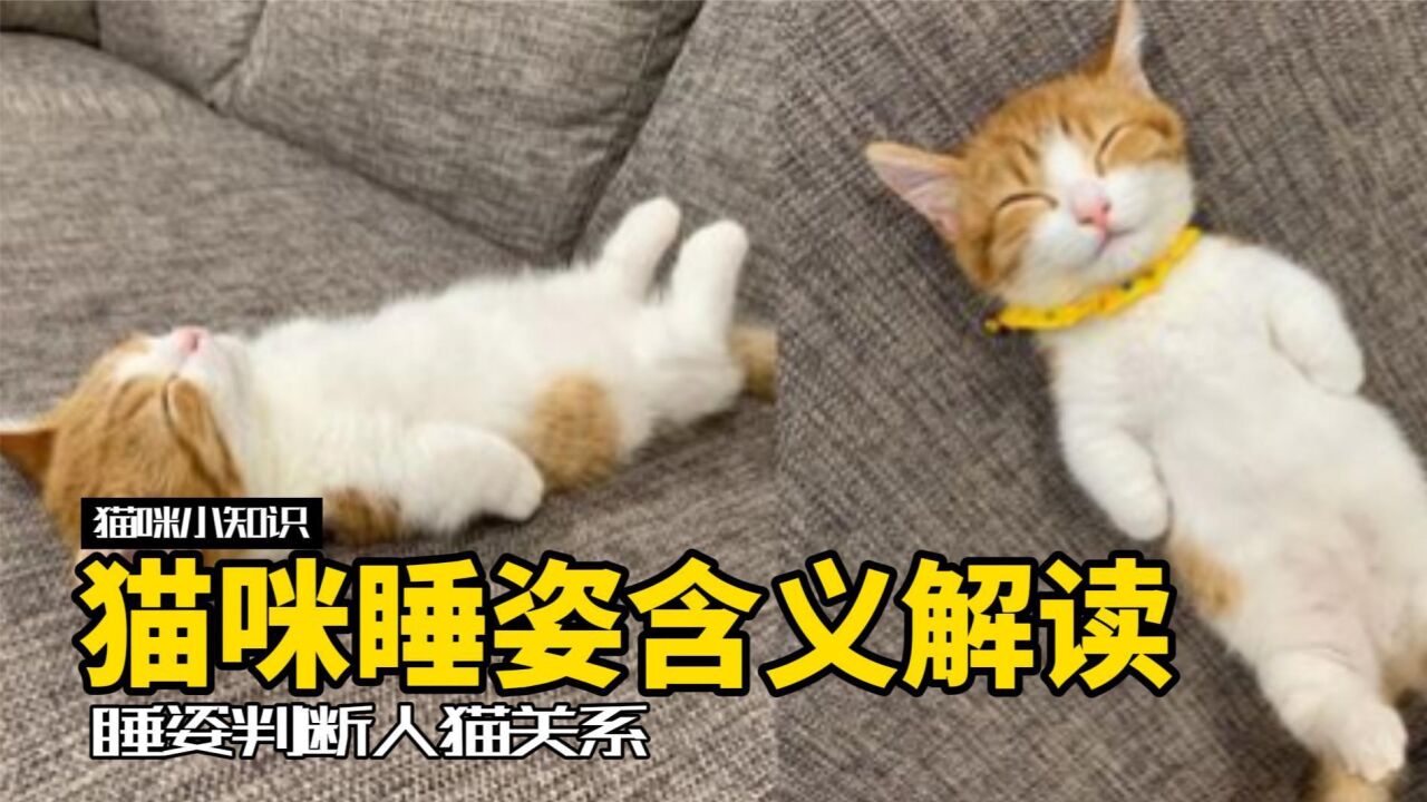 猫咪千奇百怪的睡觉姿势，背后有什么含义？ 腾讯视频