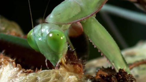 在昆虫的世界里，无时无刻都在战斗中，这次螳螂遇到对手了