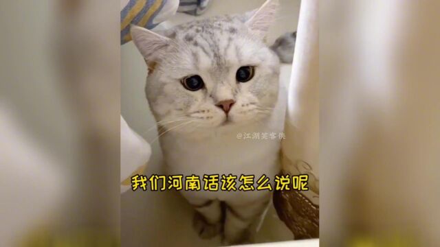 盘点全网那些会说话的猫咪,这是成精了吗?能与主人无障碍沟通了