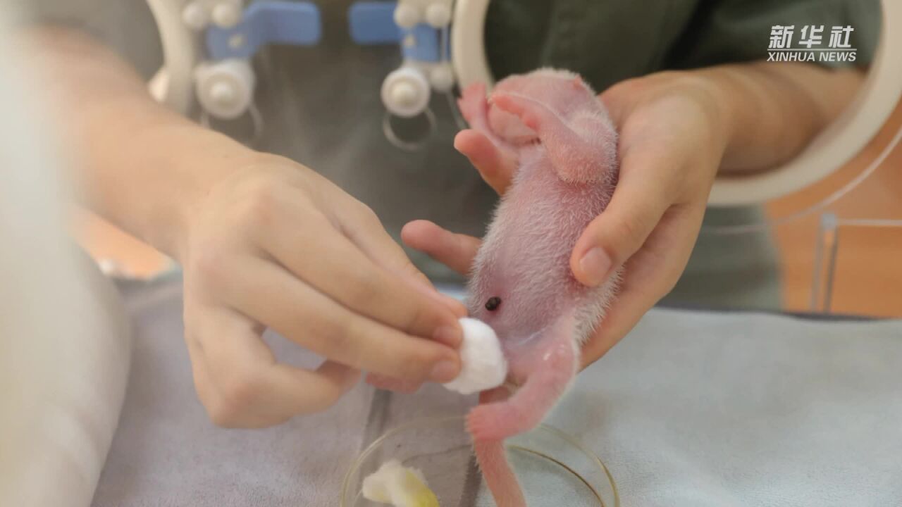 秦岭大熊猫“永永”二胎产下双胞胎