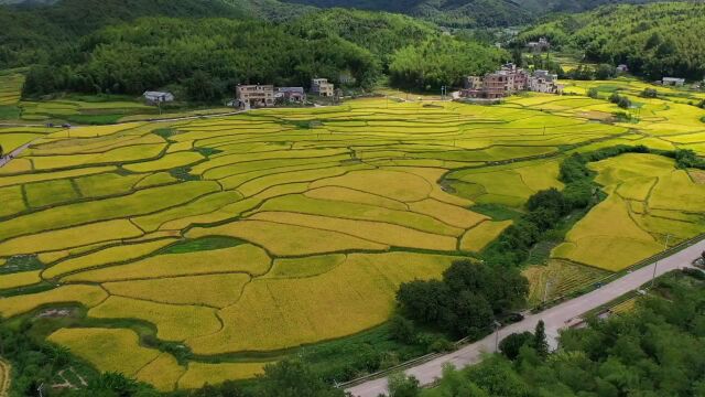 稻谷飘香遍地黄,丰收景象美如画~