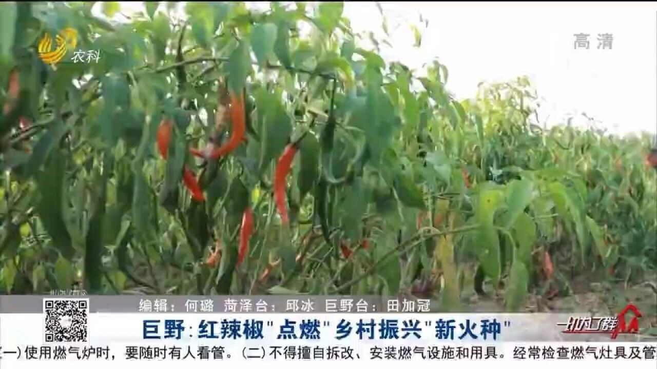 合同种植+订单销售,加入合作社销路不用愁!小辣椒成为致富法宝