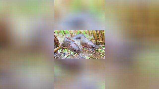 雨后的稻田里冒出很多鱼,乡村农夫有福了,轻轻松松的捡鱼.