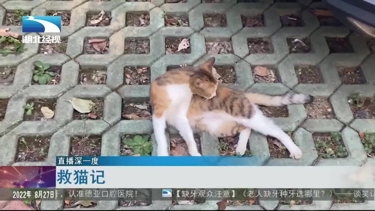 直播深一度:救猫记