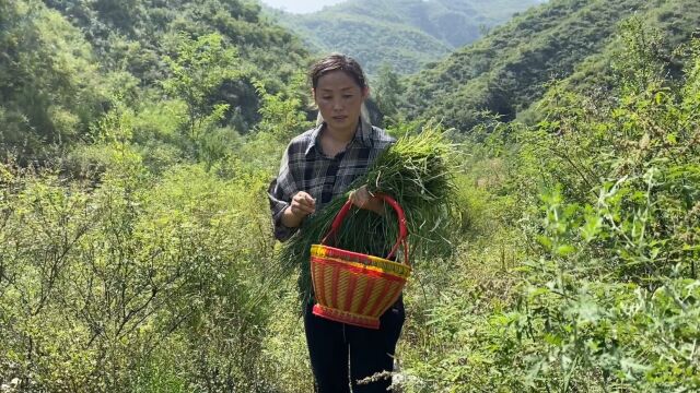 山上野韭菜花太多了,摘一篮酿成韭菜花酱,吃一年也不会坏