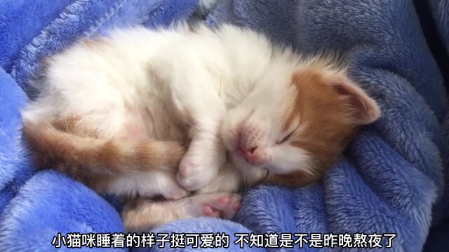 小猫咪睡着的样子十分可爱,被小家伙的样子给萌到了