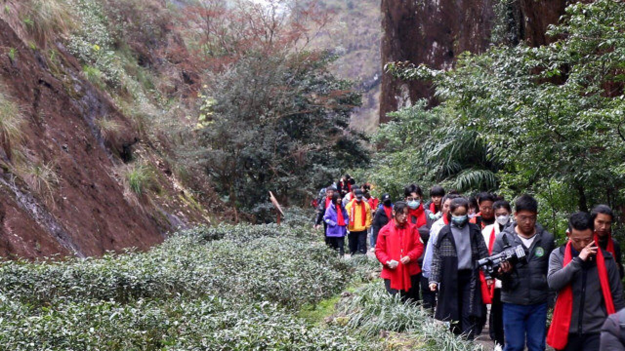 福建出现高温酷暑天气,吸引很多人来武夷山徒步,实在是太凉爽了