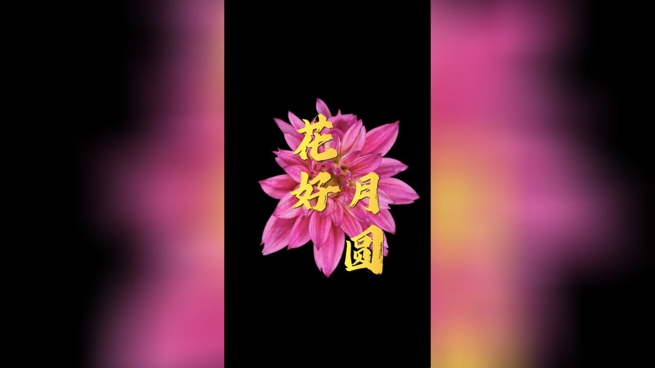 【延时摄影】原来这就是花好月圆