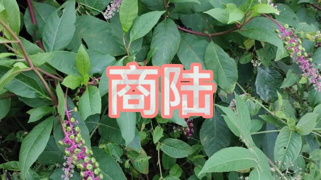 纯野生植物