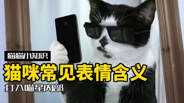 猫咪的常见微表情是什么意思?喵星人内部资料流出!