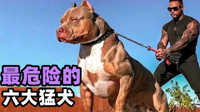 世界上最危险的6大恶犬,都是哪些品种呢