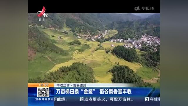 【丰收江西】吉安遂川:万亩梯田换“金装” 稻谷飘香迎丰收