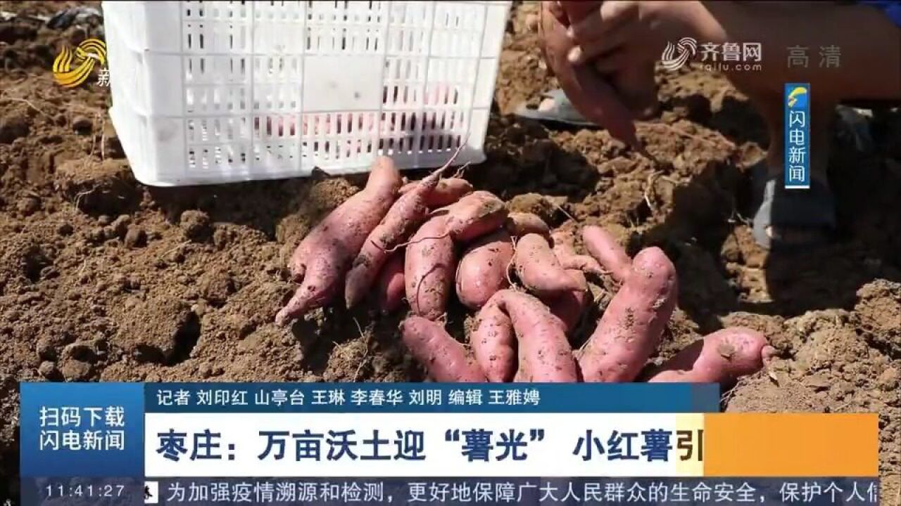 枣庄:万亩沃土迎“薯光”,小红薯引领大产业,鼓起农民＂钱袋子＂