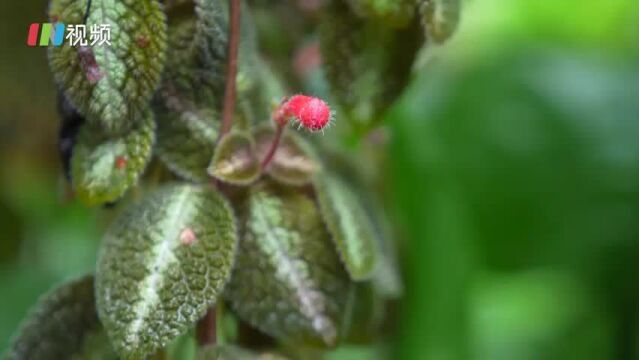 快来体验自然教育!深圳仙湖植物园斩获省级双奖