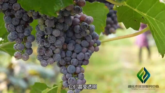 长川村:葡萄成熟正当时 农旅融合迎客来