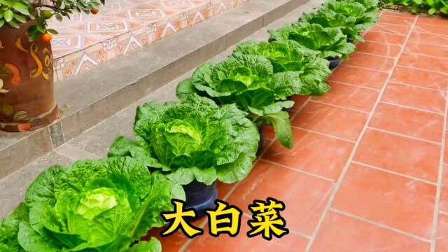 大白菜种植