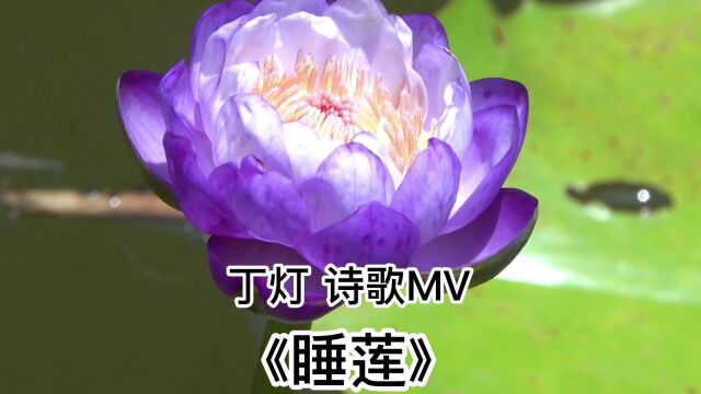 丁灯诗歌MV《睡莲》