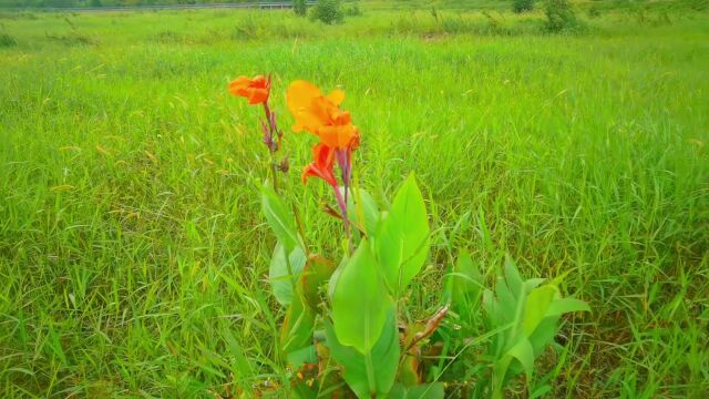 宁波新增一处美丽风景线,烟波浩渺,绿草苍苍