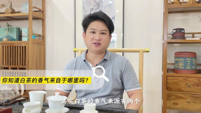 你知道白茶的香气来自于哪里吗?