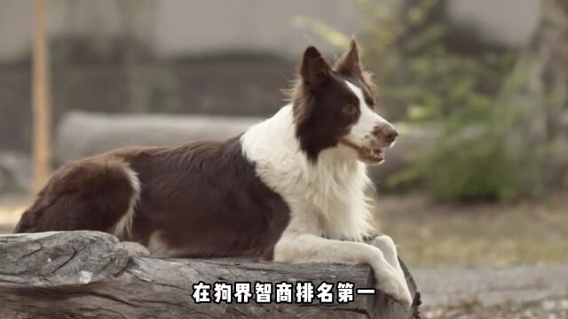 狗狗智商排名前8名