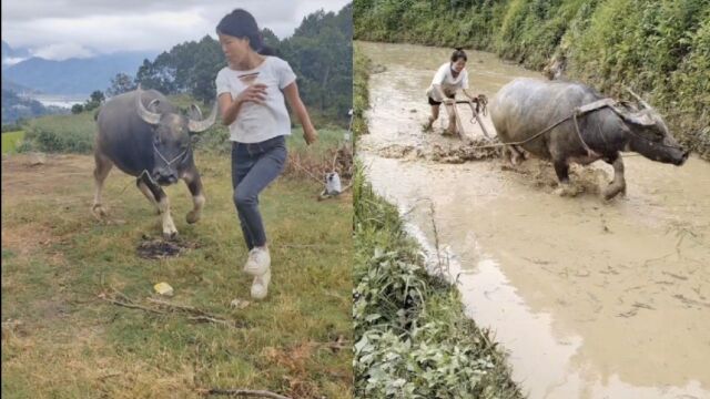 与牛共舞:女孩靠放牛养家,一人扛起全家生活重担,与牛共舞走红