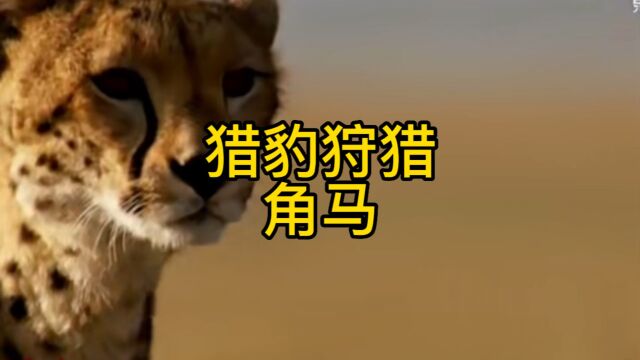 猎豹捕猎