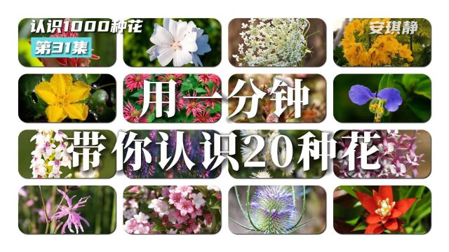 认识1000种花第31集|带你认识20种花 你认识这些花吗?火炬姜、药葵、胡萝卜花、黄槐决明、荇菜、美国薄荷、头花蓼、鸭跖草、凌霄花、瞿麦、长柔毛野...