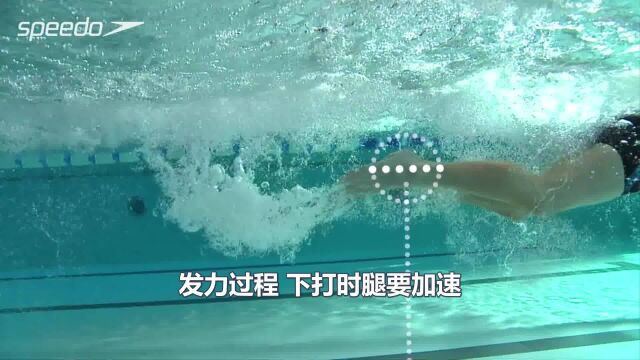 speedo 蝶腿的技术要领有哪些