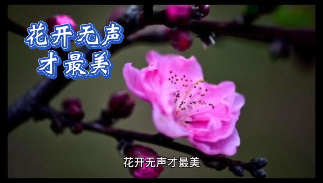 花开无声才最美