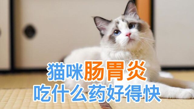 猫咪肠胃炎吃什么药好得快