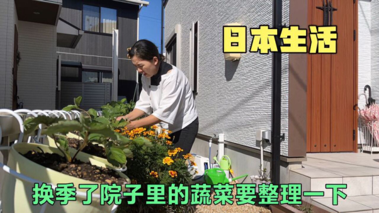 换季节啦,我把院子里的空心菜收完种上了香菜,拔掉辣椒炒了一盘