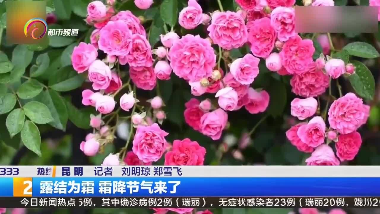 露结为霜 霜降节气来了