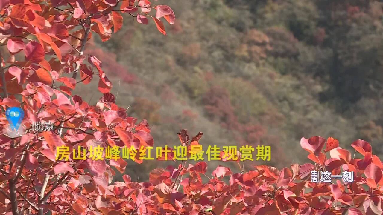 绝美赏“红”地!房山坡峰岭黄栌进入盛红期