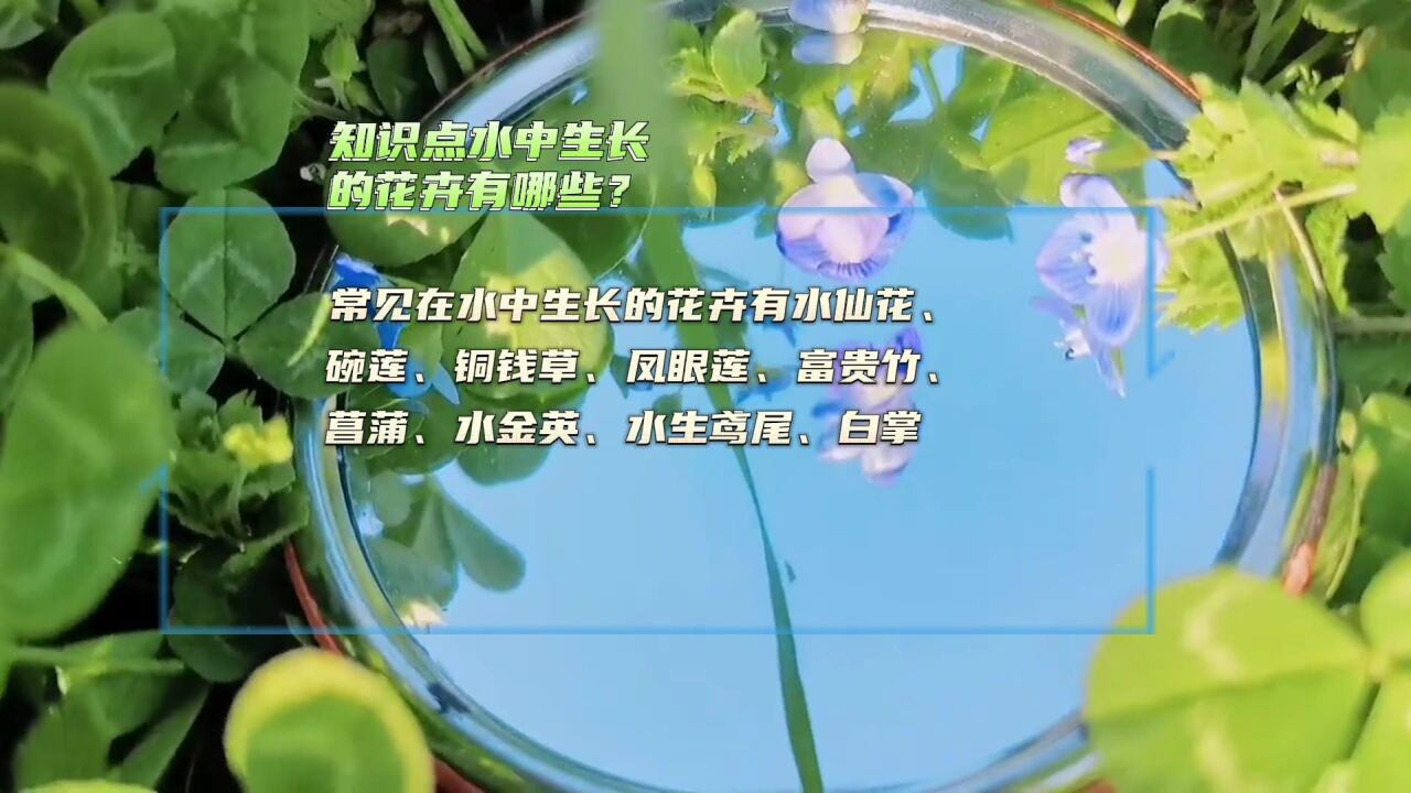 在水中生长的花卉,分享常见12中,有些在乡下水边就能见到